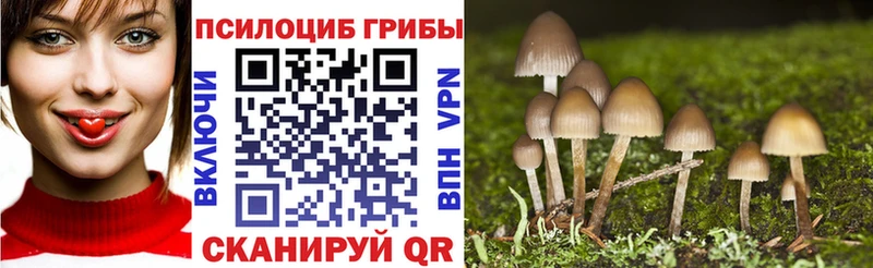 Купить  Пикалёво  Псилоцибиновые грибы Psilocybe 